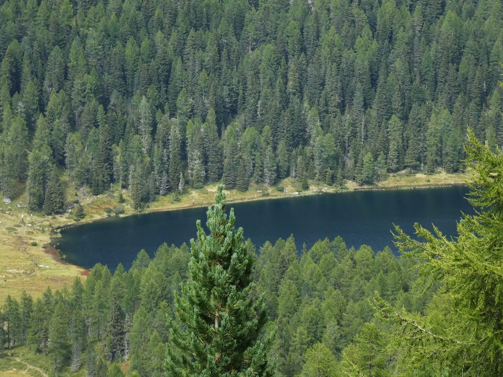 Il Lago delle Malghette visto dall'alto, circondato da boschi di abeti e larici in estate